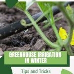Drip hose and squash plant with text: Greenhouse Irrigation in Winter Tips and Tricks