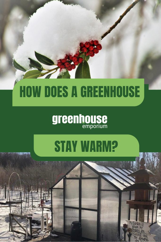 Holly branch covered with snow and exterior greenhouse view with text: How Does a Greenhouse Stay Warm?