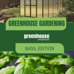 Polycarbonate greenhouse and basil in pot with text: Greenhouse Gardening Basil Edition