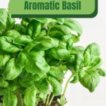 Basil in pot with text: Aromatic Basil Greenhouse Growing Tips