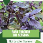 Purple basil with text: Basil Through the Seasons Not Just for Summer