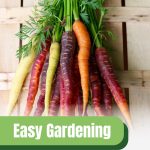 Multi-colored carrots with text: Easy Gardening Grow Carrots Year-Round