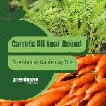 Carrot foliage and roots with text: Carrots All Year Round Greenhouse Gardening Tips