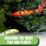Koi pond with text: Choosing the Right Fish and Plants For Aquaponics