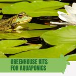 Frog on lily pad with text: Greenhouse Kits for Aquaponics What Works Best?