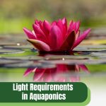 Water flower with text: Light Requirements in Aquaponics Natural vs Artificial