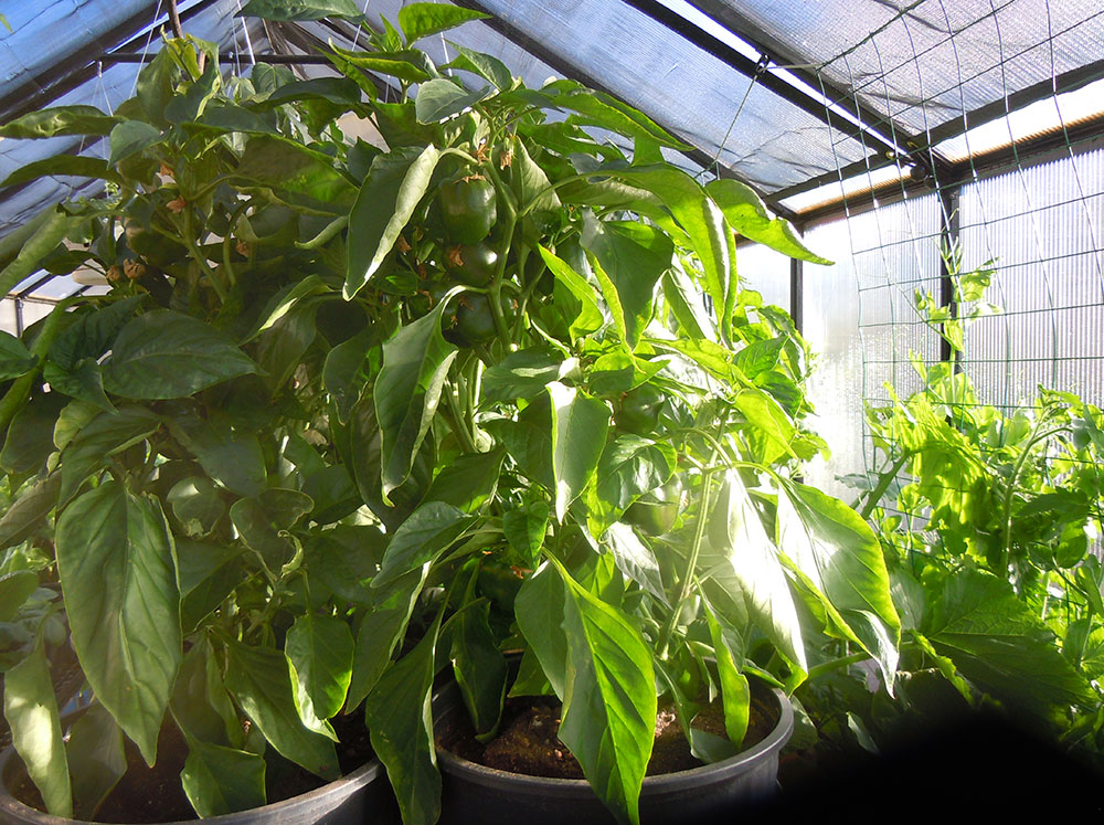 Large healthy pepper plant growing inside a Riverstone MONT Greenhouse