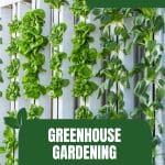 Plant wall with text: Greenhouse Gardening Aeroponics vs Hydroponics