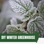 Frost on a leaf with text: DIY Winter Greenhouse Tips and Tricks