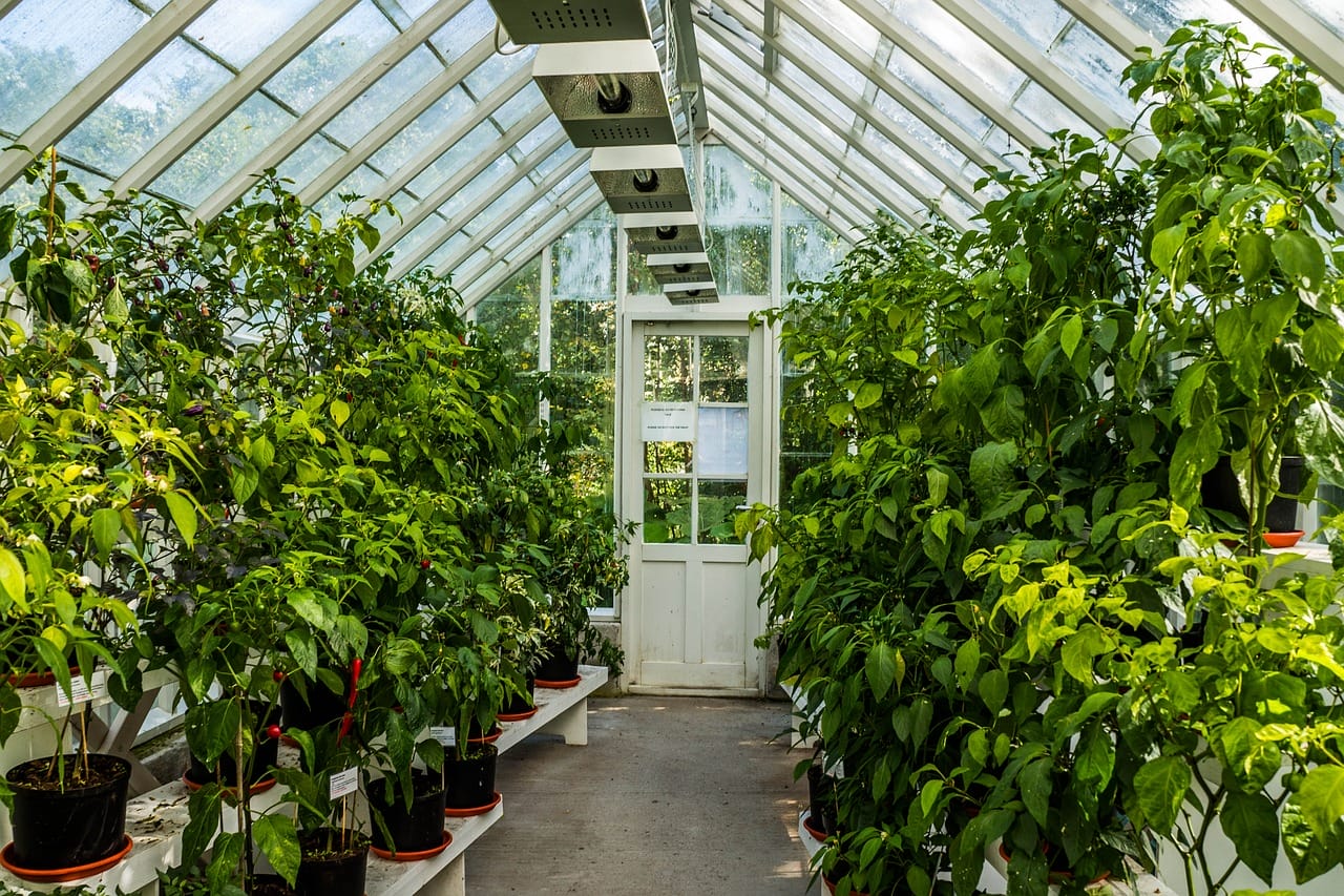 greenhouse kits