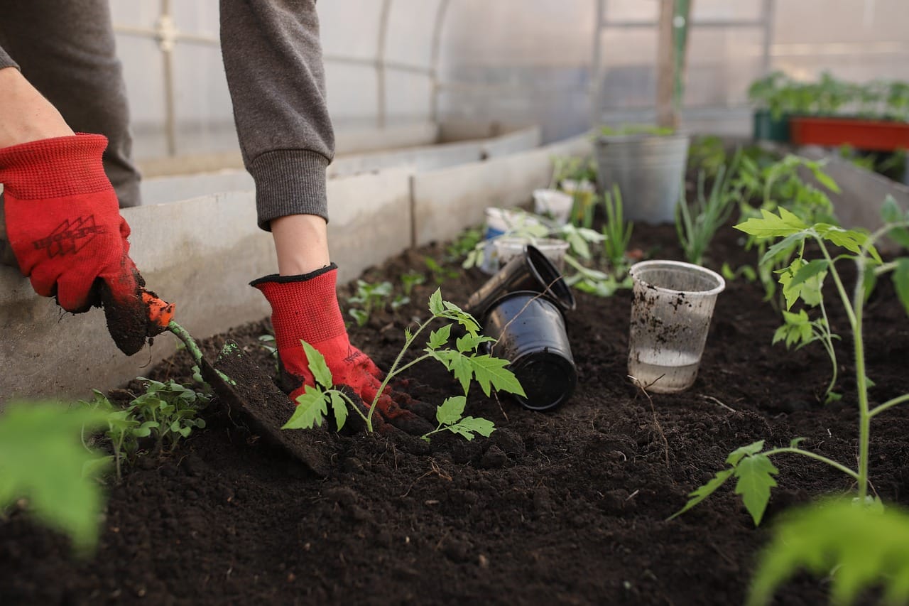 how do greenhouses help plants grow