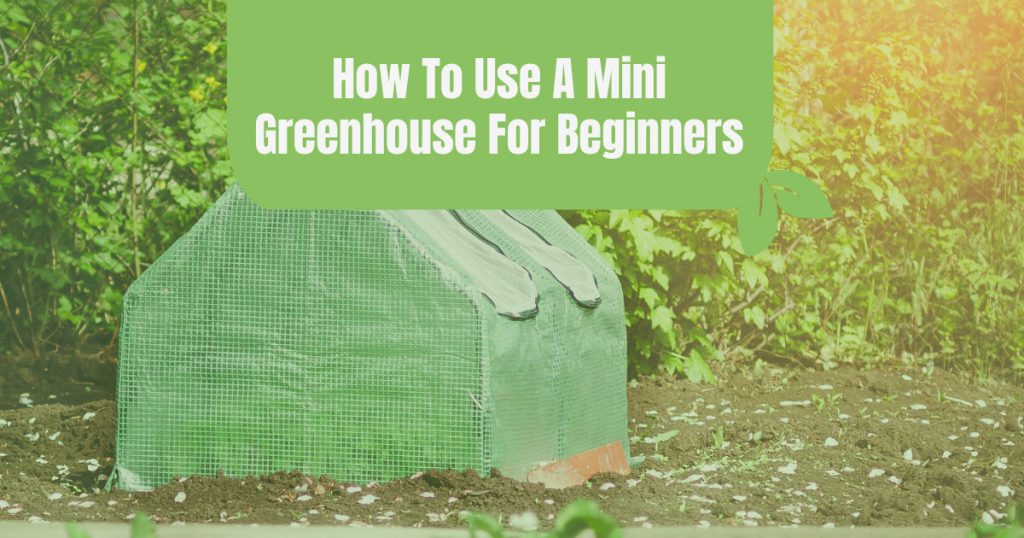 how to use a mini greenhouse for beginners