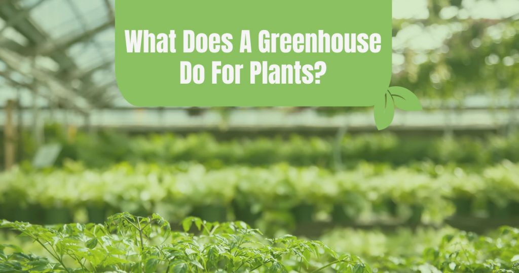 what does a greenhouse do for plants