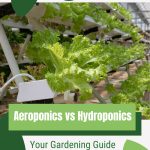 Lettuce with text: Aeroponics vs Hydroponics Your Gardening Guide