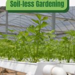 Celery with text: Soil-less Gardening