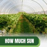 Sunlit greenhouse with text: How Much Sun Does a Greenhouse Need?