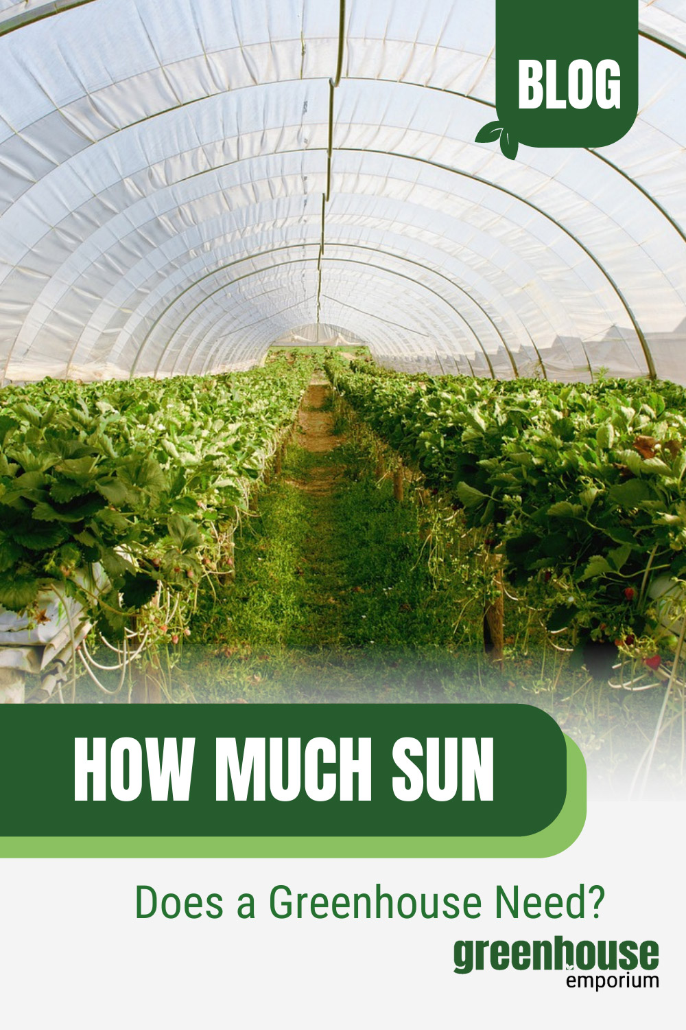 Sunlit greenhouse with text: How Much Sun Does a Greenhouse Need?