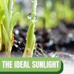 Sprouting plants with text: The Ideal Sunlight For Your Greenhouse Plants