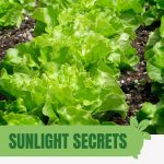 Lettuce with text: Sunlight Secrets For Gardening Success