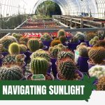 Cacti with text: Navigating Sunlight How to Position Your Greenhouse