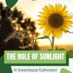 Sunflower with text: The Role of Sunlight in Greenhouse Cultivation