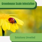 Ladybug on flower with text: Greenhouse Scale Infestation Solutions Unveiled