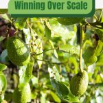 Scale on fruit tree with text: Winning Over Scale Greenhouse Guide