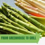 Green and white asparagus spears with text: From Greenhouse to Grill Asparagus Growing Guide