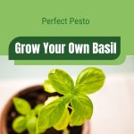 Basil plant with text: Perfect Pesto Grow Your Own Basil