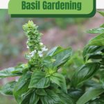 Basil in flower with text: Basil Gardening For Beginners
