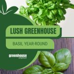 Basil in pot and leaves with text: Lush Greenhouse Basil Year-Round