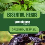 Green and purple basil with text: Essential Herbs Greenhouse Basil