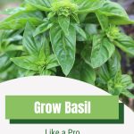 Basil plant with text: Grow Basil Like a Pro