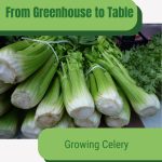 Celery bunches with text: From Greenhouse to Table Growing Celery