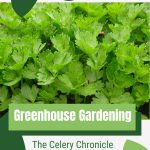 Celery leaves with text: Greenhouse Gardening The Celery Chronicle
