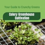 Celery in pots with text: Your Guide to Crunchy Greens Celery Greenhouse Cultivation