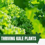 Kale leaves with text: Thriving Kale Plants in Your Greenhouse