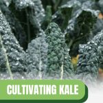 Kale leaves with water droplets with text: Cultivating Kale A Greenhouse Gardener's Guide