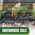 Kale seedlings with text: Greenhouse Kale From Seedling to Harvest