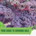 Purple kale with text: Your Guide to Growing Kale in a Controlled Climate