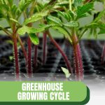Plant sprouts in trays with text: Greenhouse Growing Cycle Planting Schedule