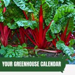 Swiss chard with text: Your Greenhouse Calendar Planting Schedule