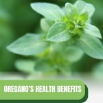 Oregano plant close view of leaves with text: Oregano's Health Benefits More Than a Culinary Herb
