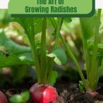 Radish and leaves with text: The Art of Growing Radishes