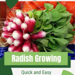 Cluster of radishes with text: Radish Growing Quick and Easy in a Greenhouse