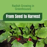 Radishes in soil with text: Radish Growing in Greenhouses From Seed to Harvest