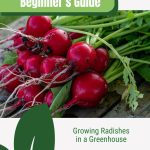 Radishes with root in bunch with text: Beginner's Guide Growing Radishes in a Greenhouse