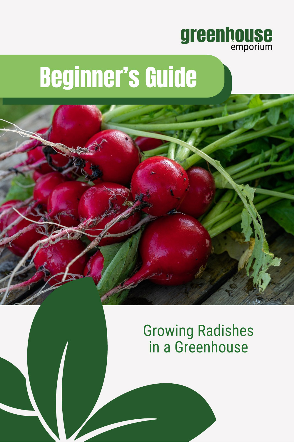 Radishes with root in bunch with text: Beginner's Guide Growing Radishes in a Greenhouse