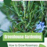 Rosemary with blooms with text: Greenhouse Gardening How to Grow Rosemary Effortlessly