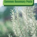 Rosemary in sunlight with text: Common Rosemary Pests How to Manage Them